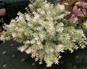 White Flowering Grass Bush